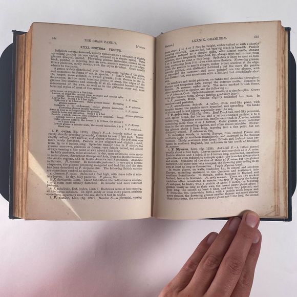 1895 Handbook of British Flora by George Bentham - Picture 10 of 13